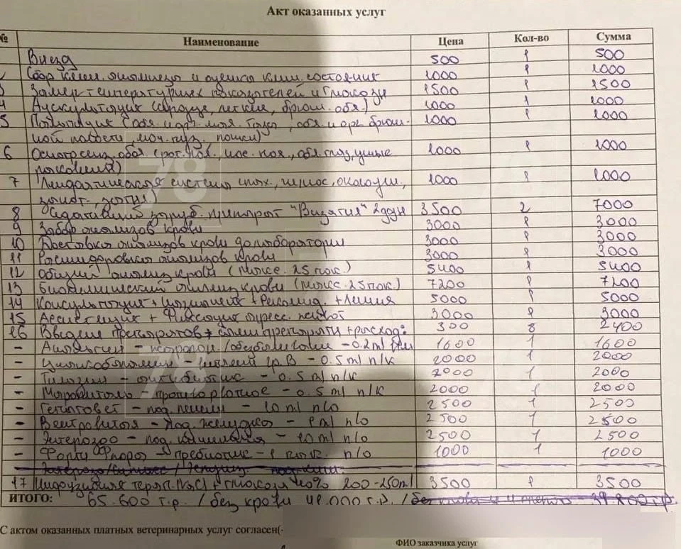 65 тысяч рублей за осмотр кошки на дому насчитали ветеринары в Петербурге.