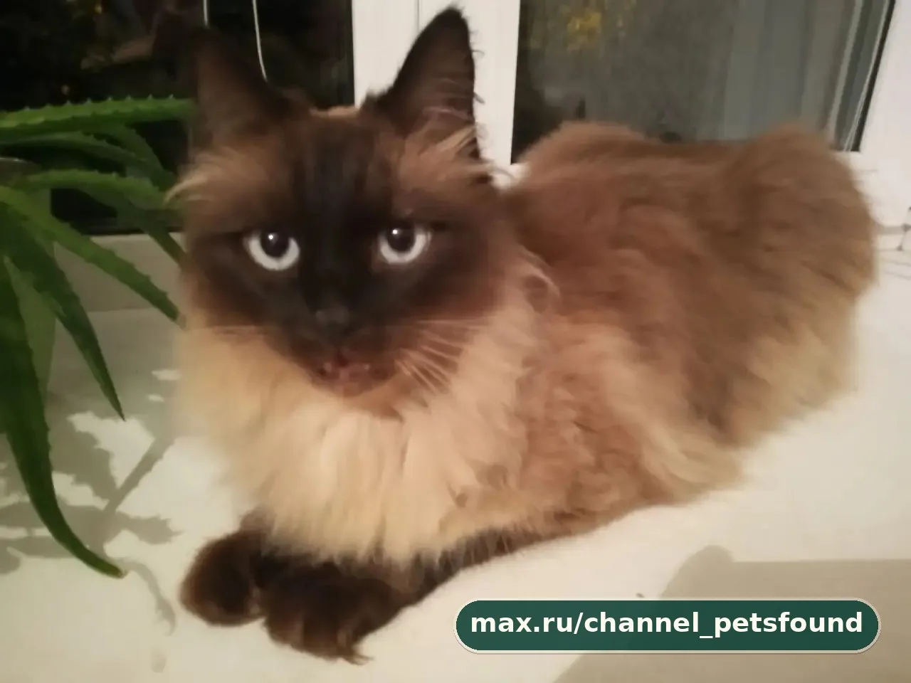 🐾 Найден питомец — Тверь