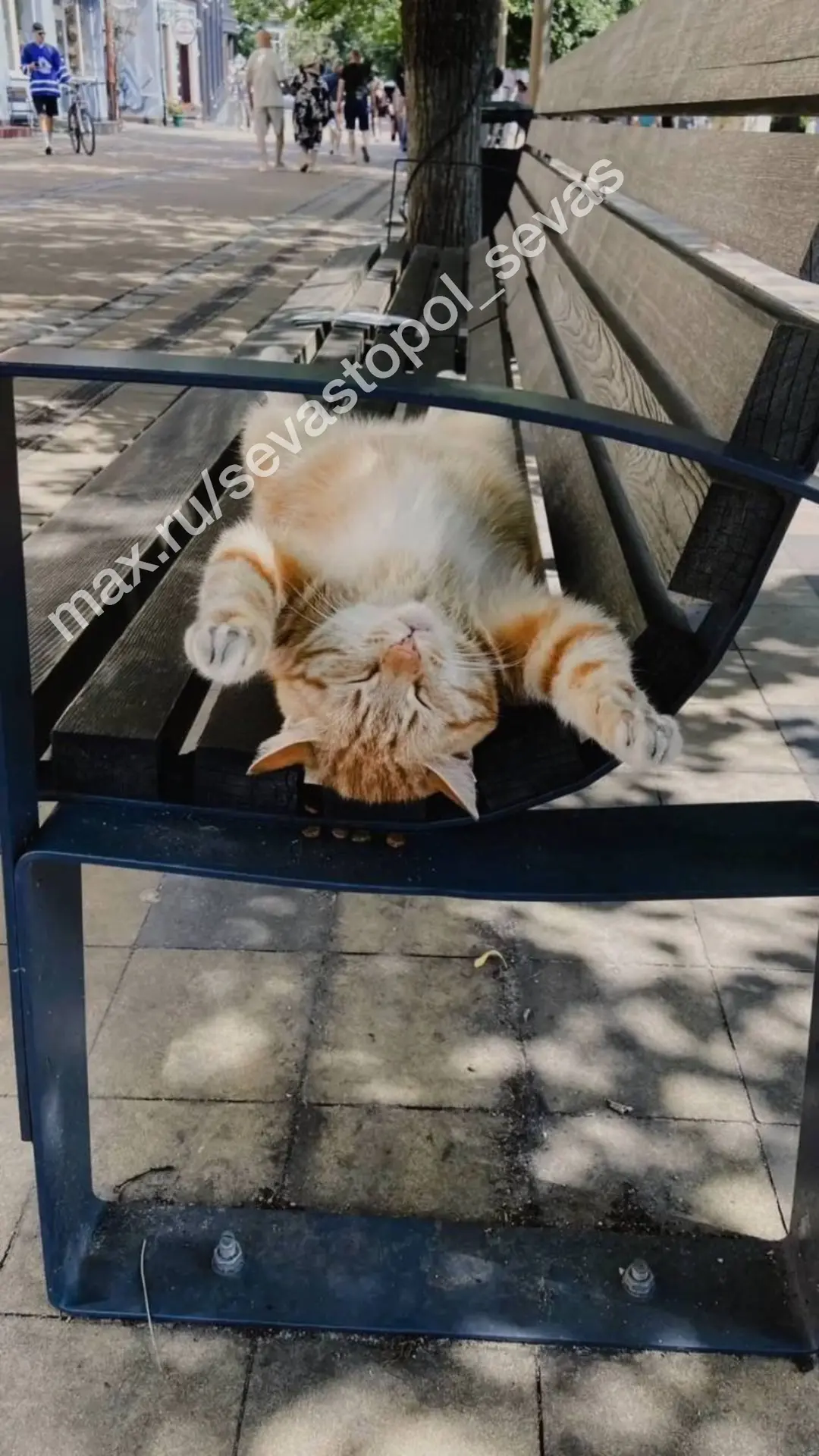 А вот так чилят котики в городе кошек😄