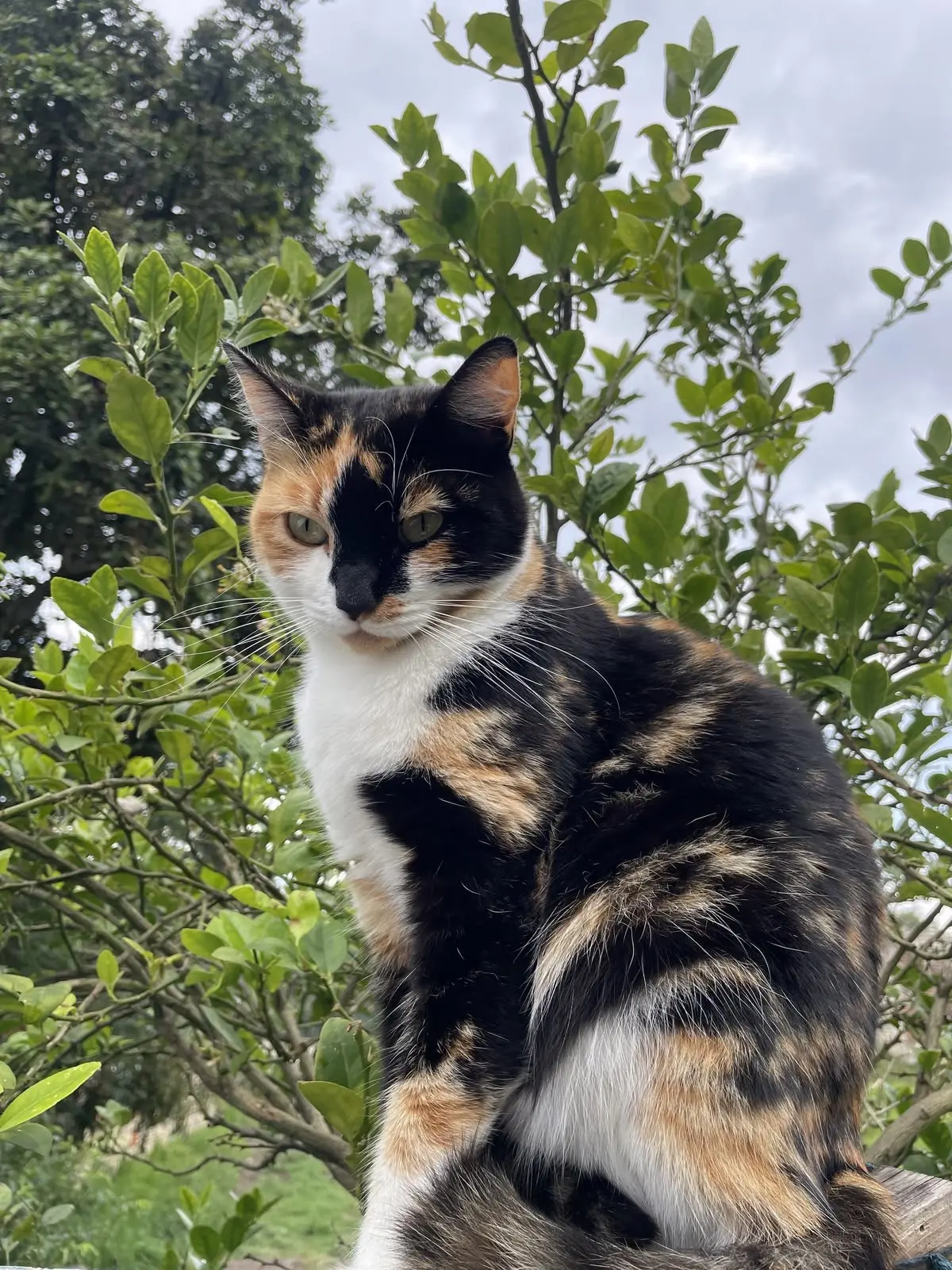 #КотикПодписчика 🥰