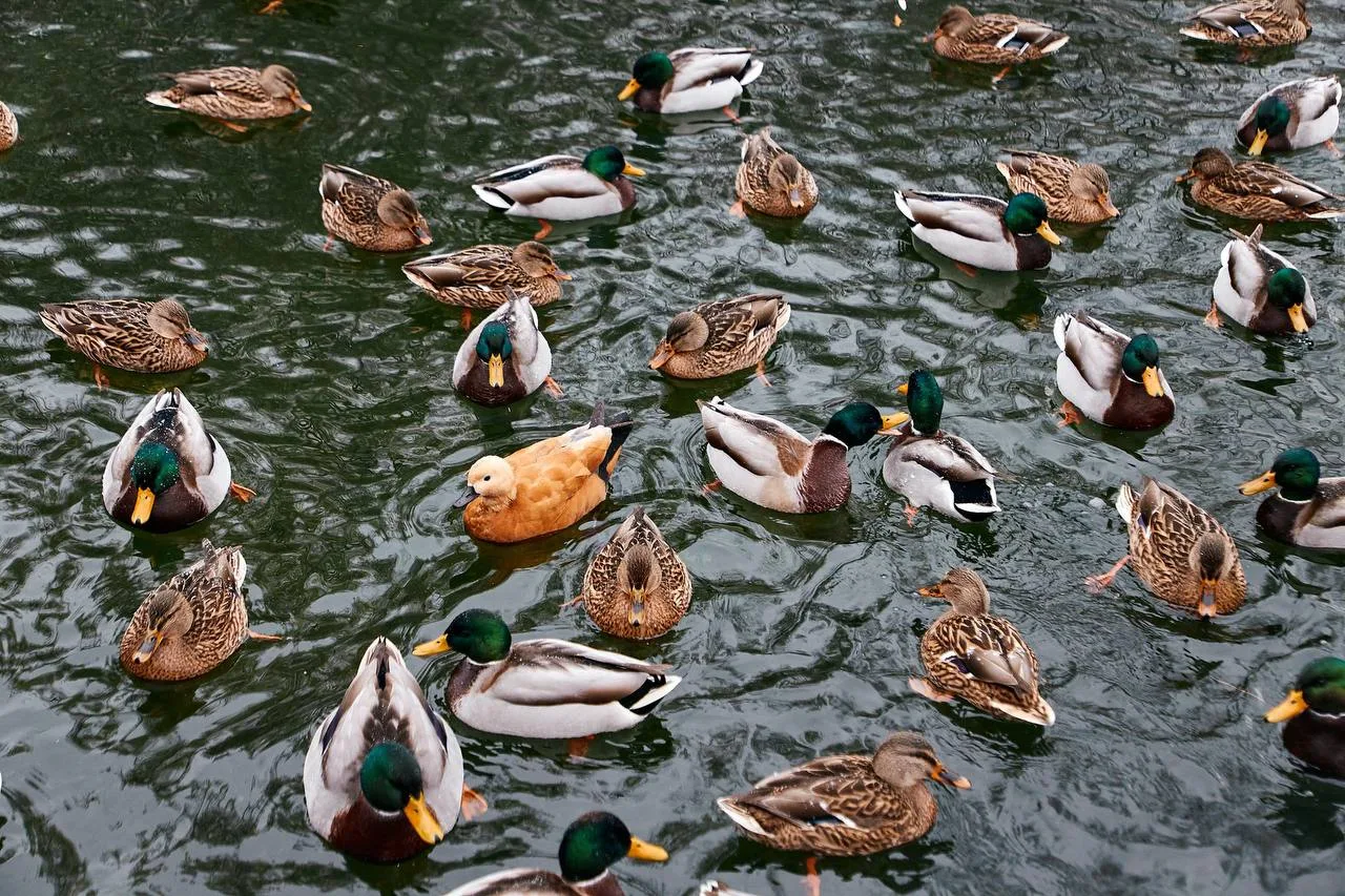 Утреннее собрание пернатых в Парке Горького 🦆