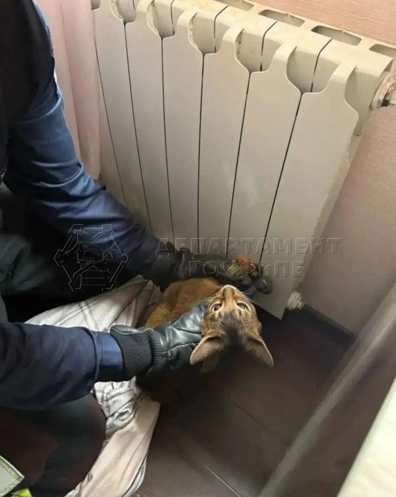 🐾 На улице Кошкина пушистая любимица угодила в ловушку - застряла в батарее, и на помо...