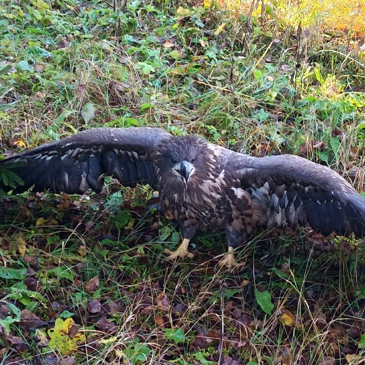 🦅 В парке «Пермский» заметили молодого орлана
