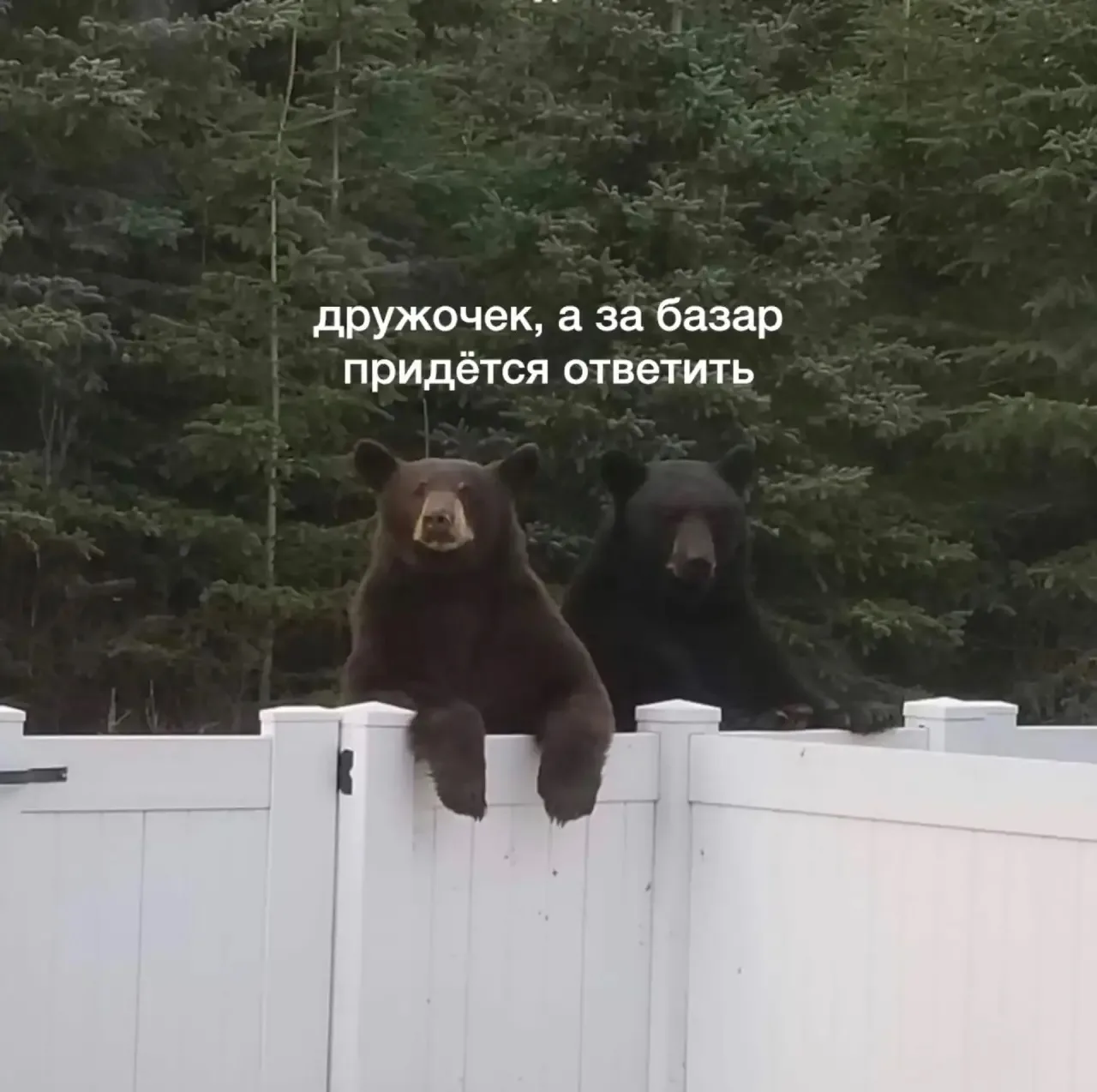 🐻 Медведя предложили брать на понт