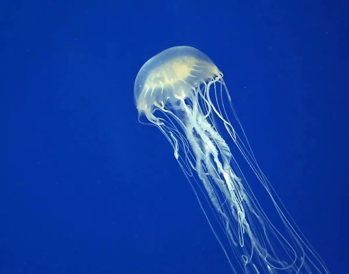 Самые ядовитые морские животные в мире