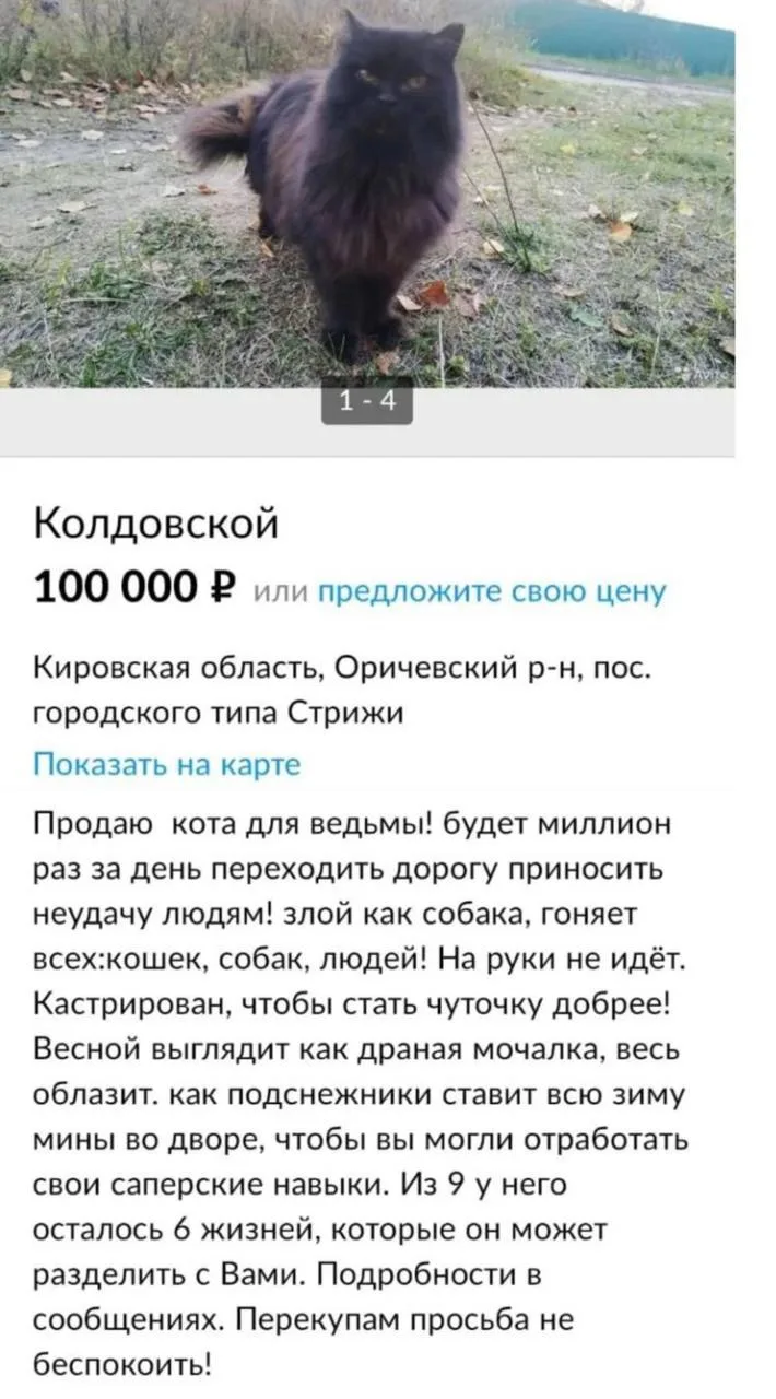 Покупаем котика?