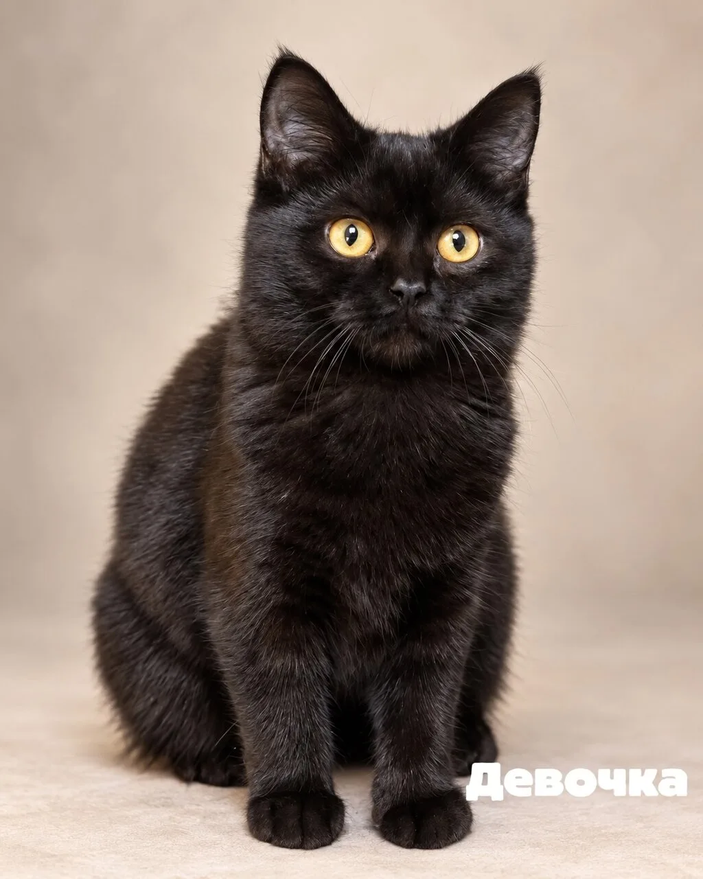 Отдам котят-метисов бомбейской кошки, 3 и 4 месяца