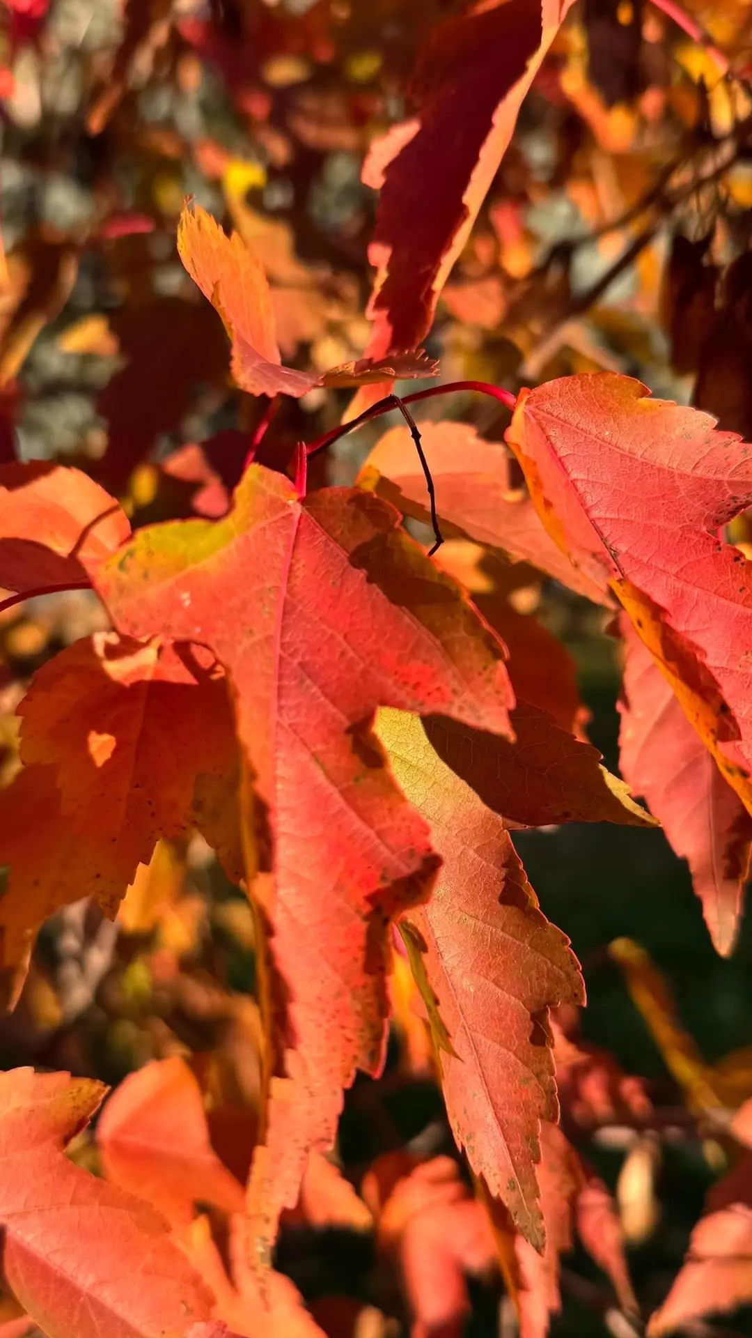 Нижний Новгород раскрашен в самые яркие краски этой осени 🍁🍃🍂