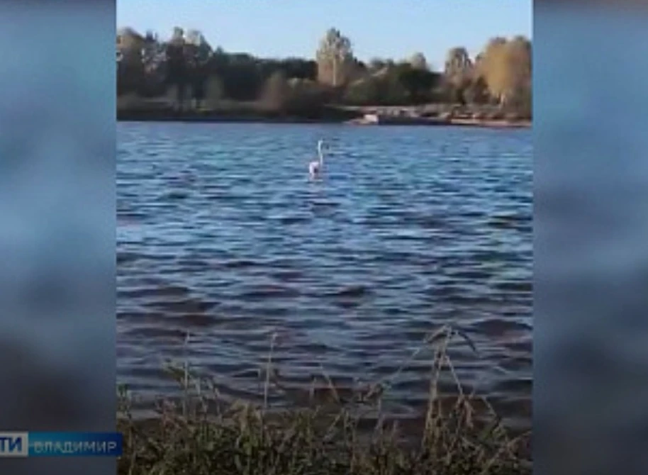 Необычный гость: в Судогодском округе заметили розового фламинго
