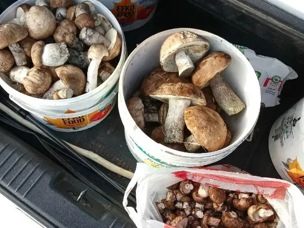 🧺 Грибники Ростовской области рассказали, как новичкам научиться собирать грибы