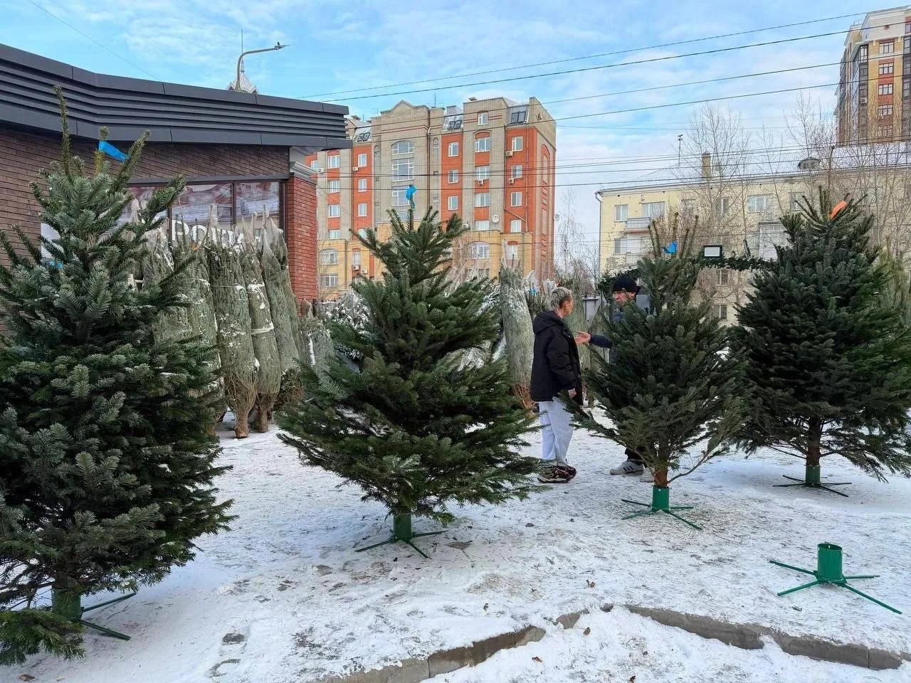 🎄 В Омске начали определять места для елочных базаров.