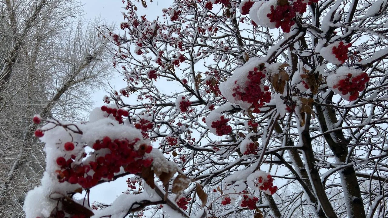 ☃️ Синоптики прогнозируют тёплую зиму