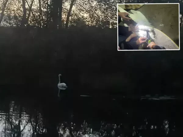 🦢 Когда доброта спасает крылья: в Ростовской области спасли раненого лебедя 🦢