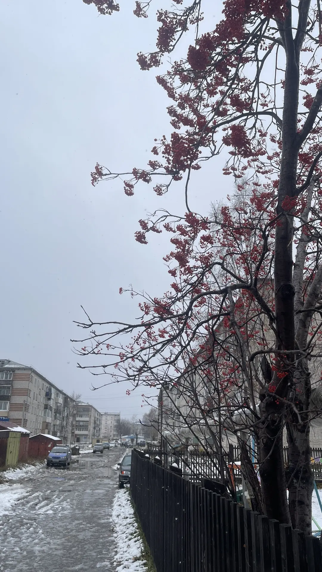 Листва слетела, а ягодки остались😍