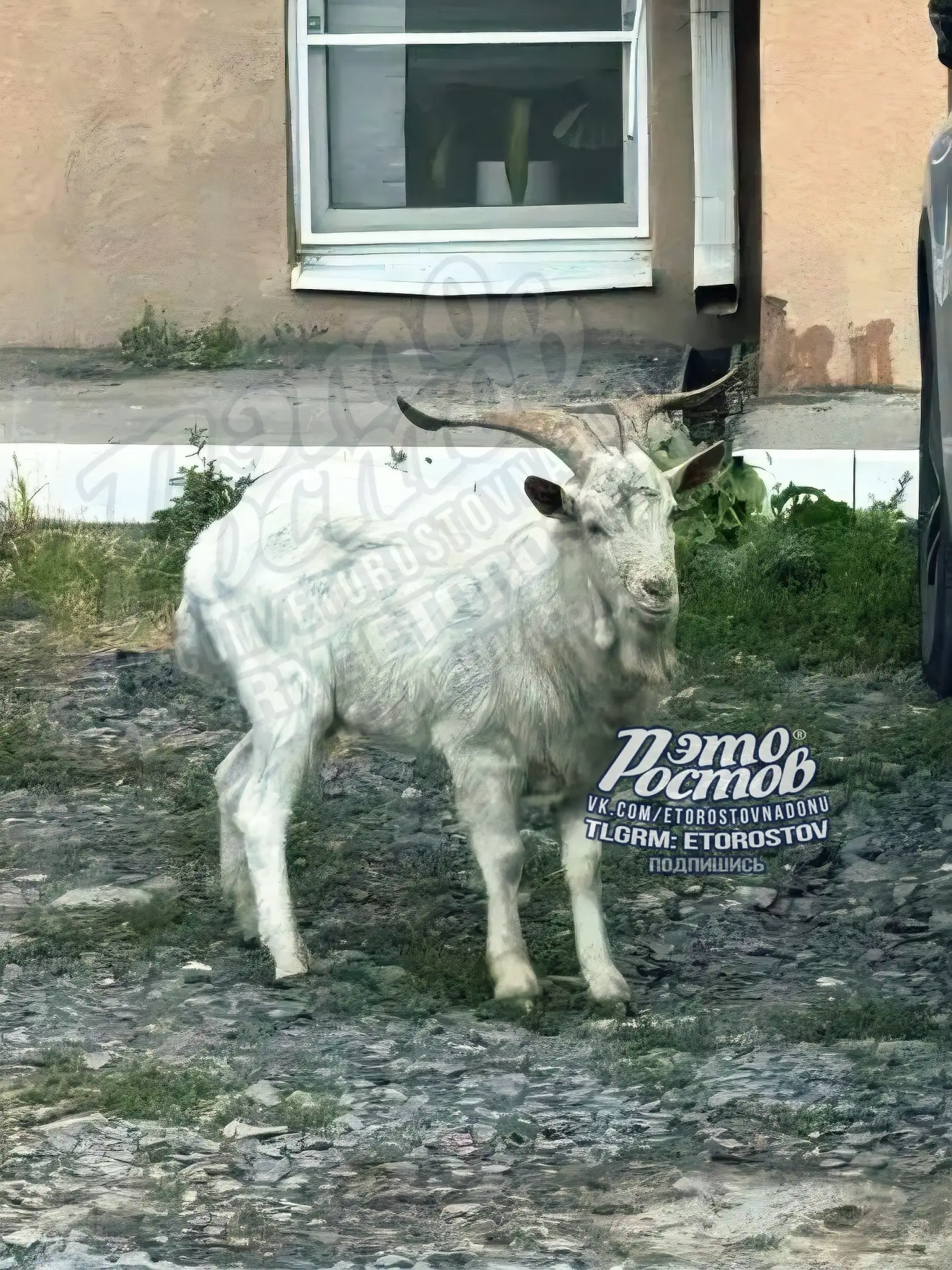 🐐 Кто потерял козла?