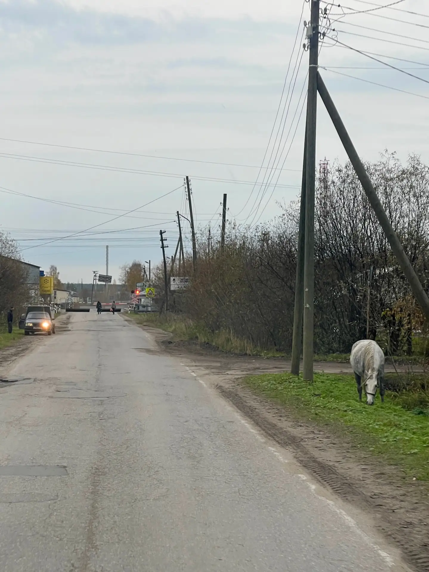 Ничего необычного, просто конь гуляет по городу