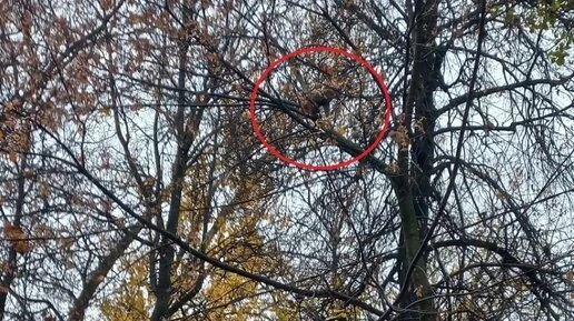 В Калуге по улице разгуливает обезьяна