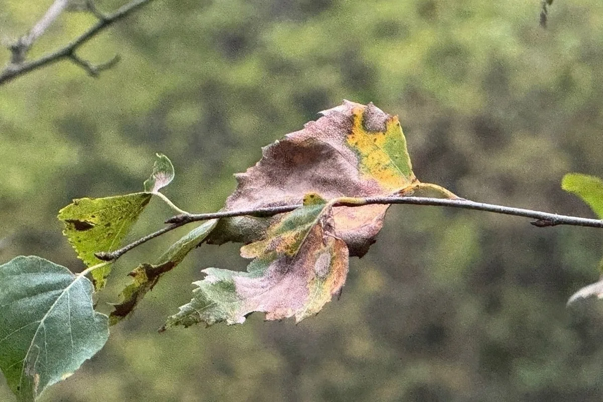 +13° в Ижевске сегодня, к вечеру до +9 — возможен дождь ☁️🌧️