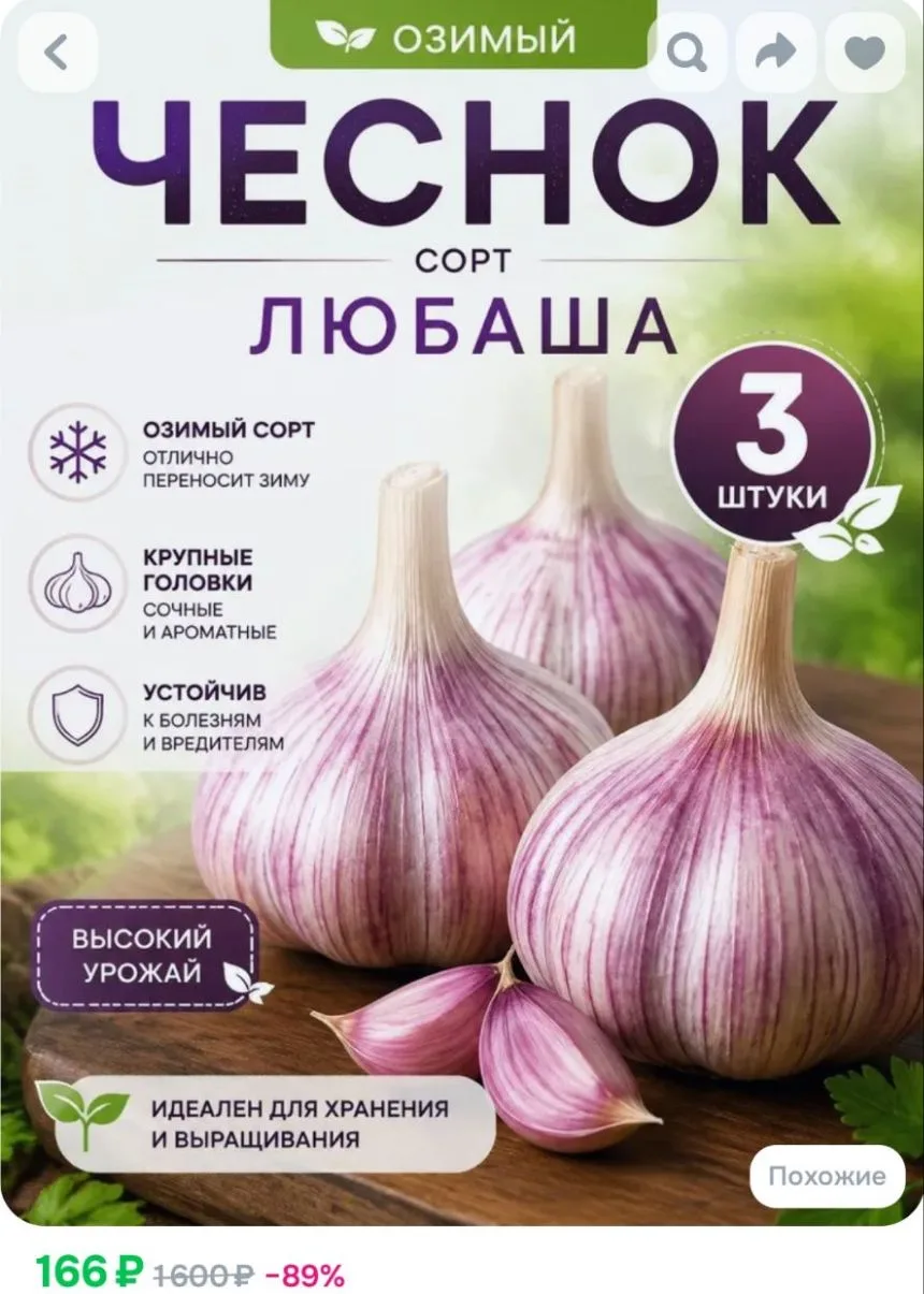 Чеснок озимый на посадку крупный, многолетний, сорт Любаша3 шт.