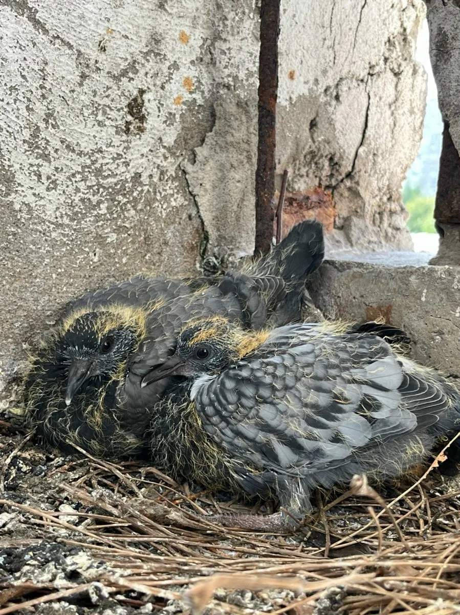 🕊 Жительница Зеленограда сняла, как растут голубята на балконе многоэтажки