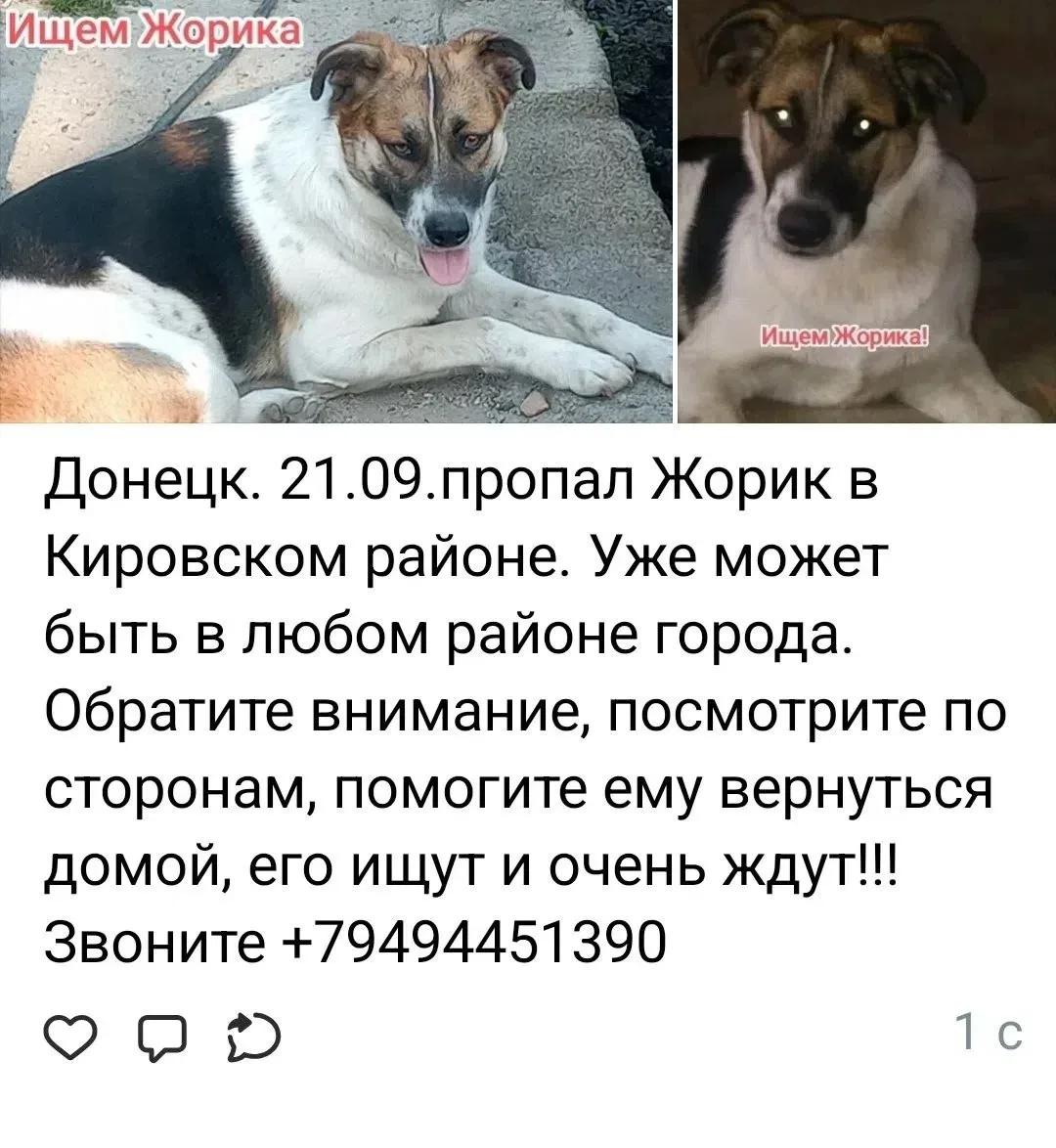 Люди!!! Давайте объединимся и поможем Жорику вернуться домой. Как тяжело Жорику стать б...