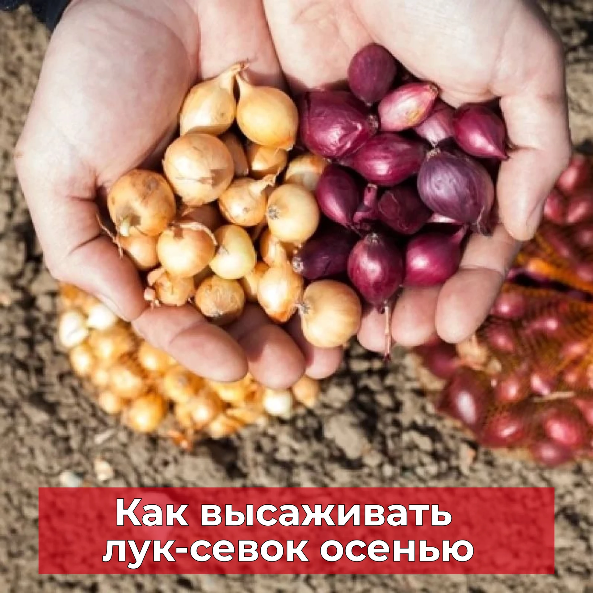 Календарь дачника