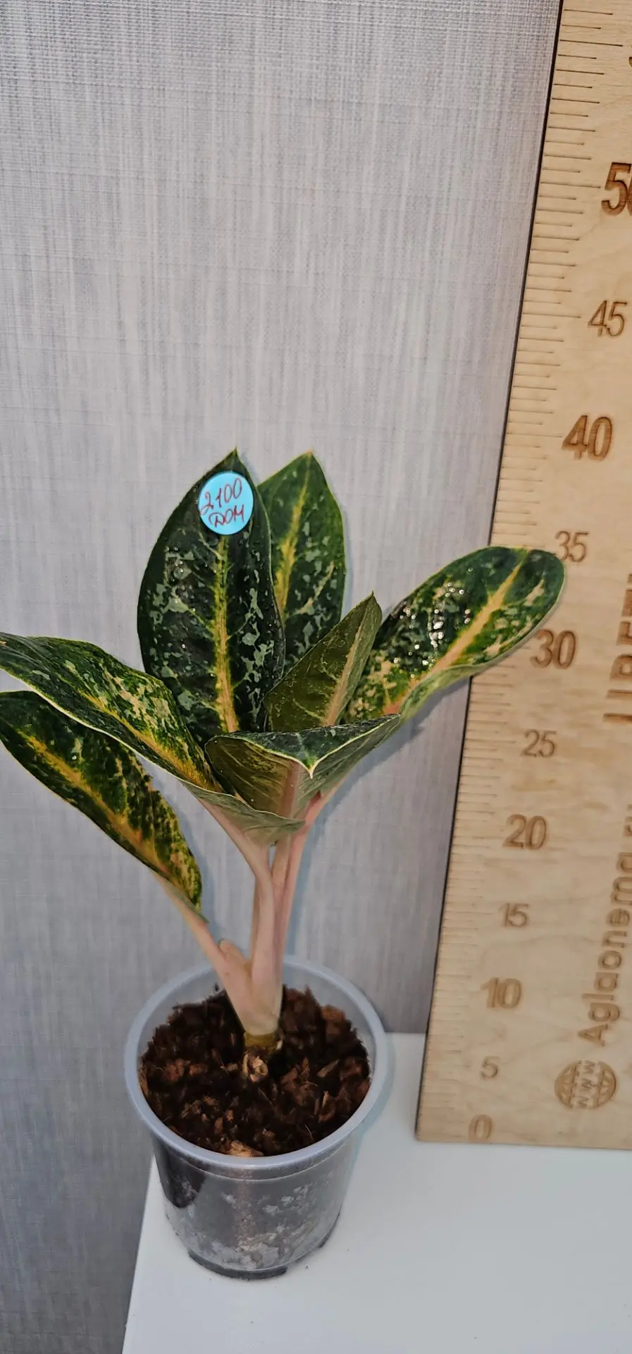 Домашний Индиана Квин 2100