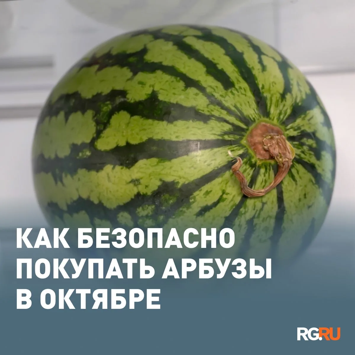 Октябрьские арбузы можно покупать без опасений, если выбирать целые плоды в официальных...
