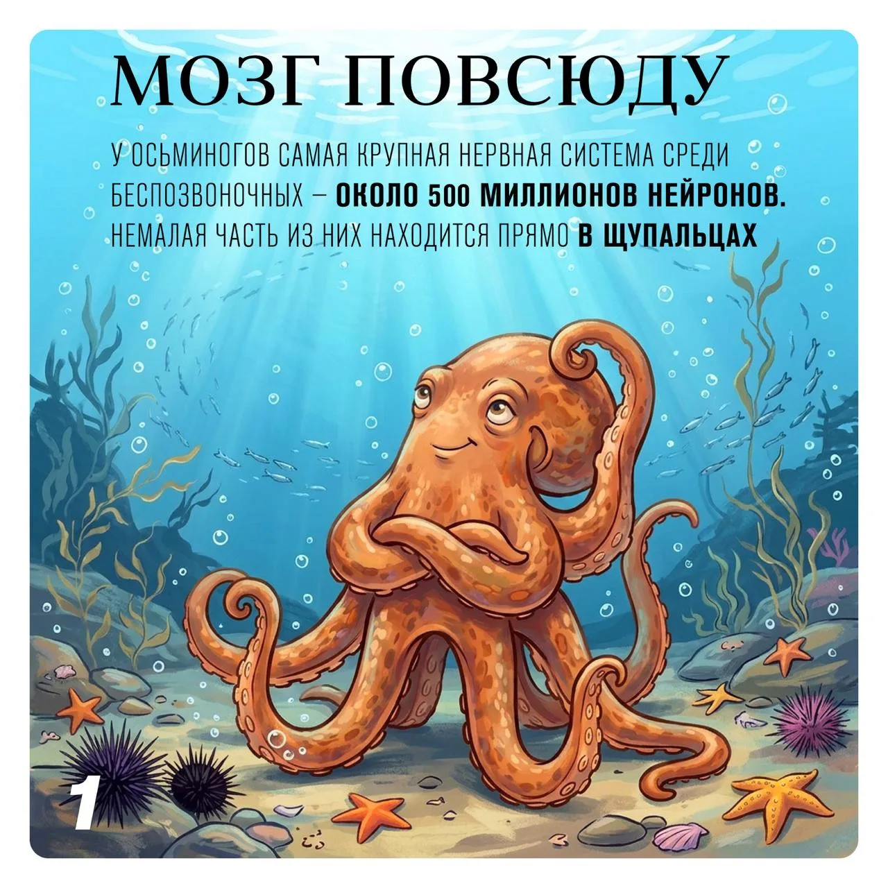🐙 Сегодня День осьминога!