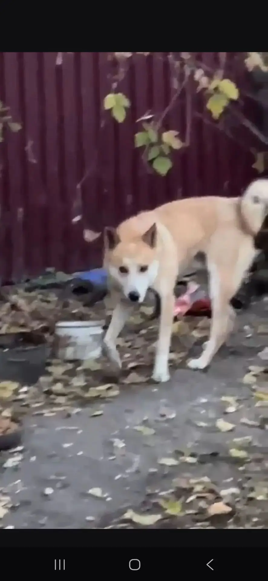 🚨Бийск‼️Чей потеряшка🐕? Район Гавань.