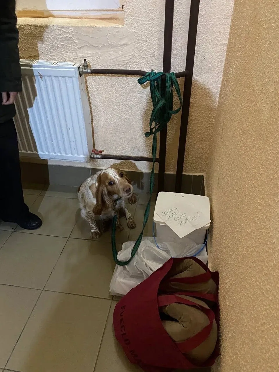 В Мурино жильцы обнаружили в подъезде собаку, которую хозяева оставили с запиской: «Соб...