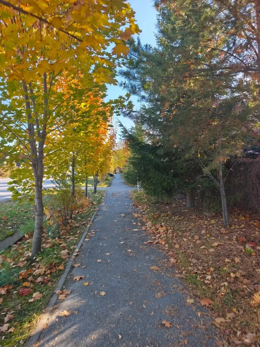 Комарово 🍁