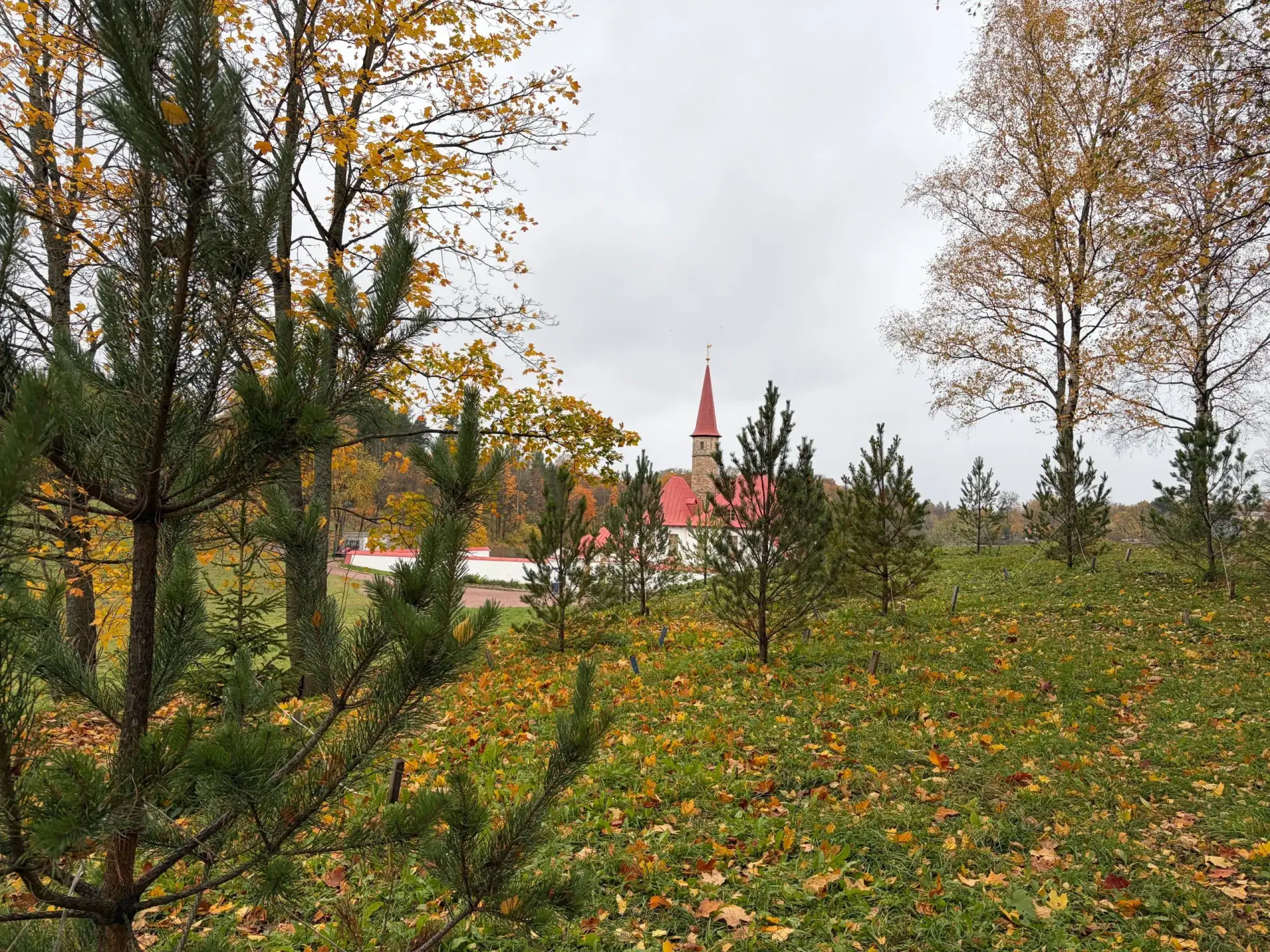 🌲 У Приоратского дворца высадили 80 молодых деревьев