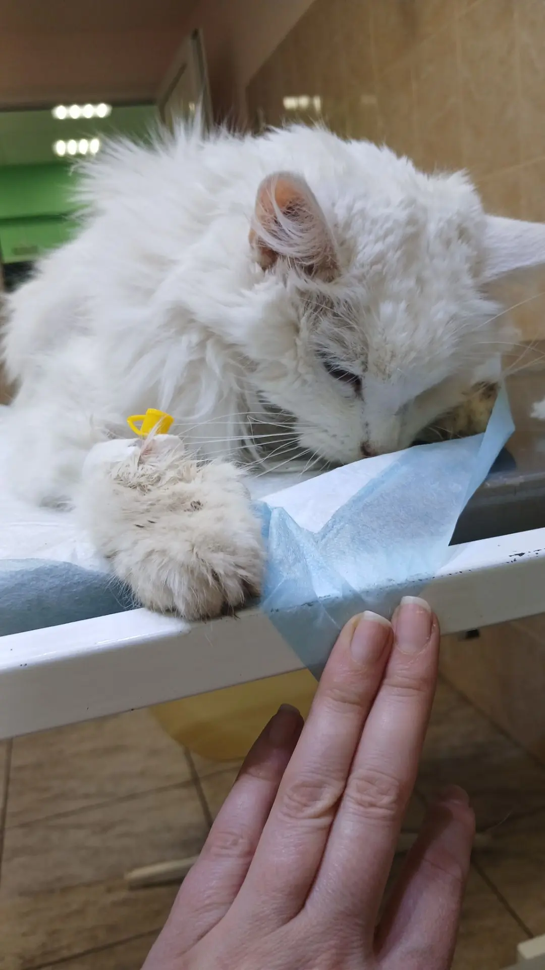 Ничего нового. Просто новый кот