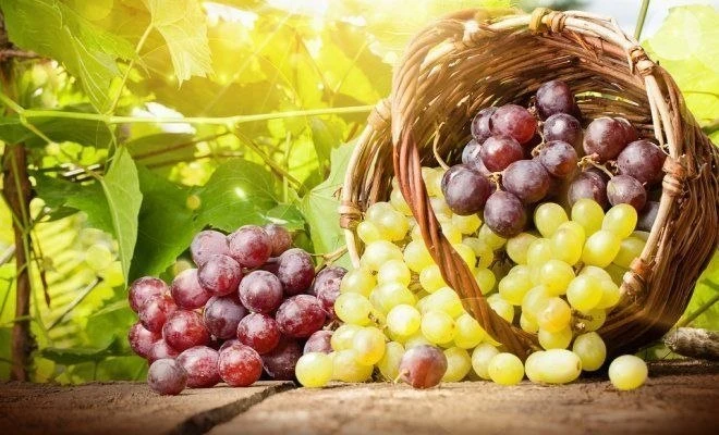 🍇 Виноград и нервная система