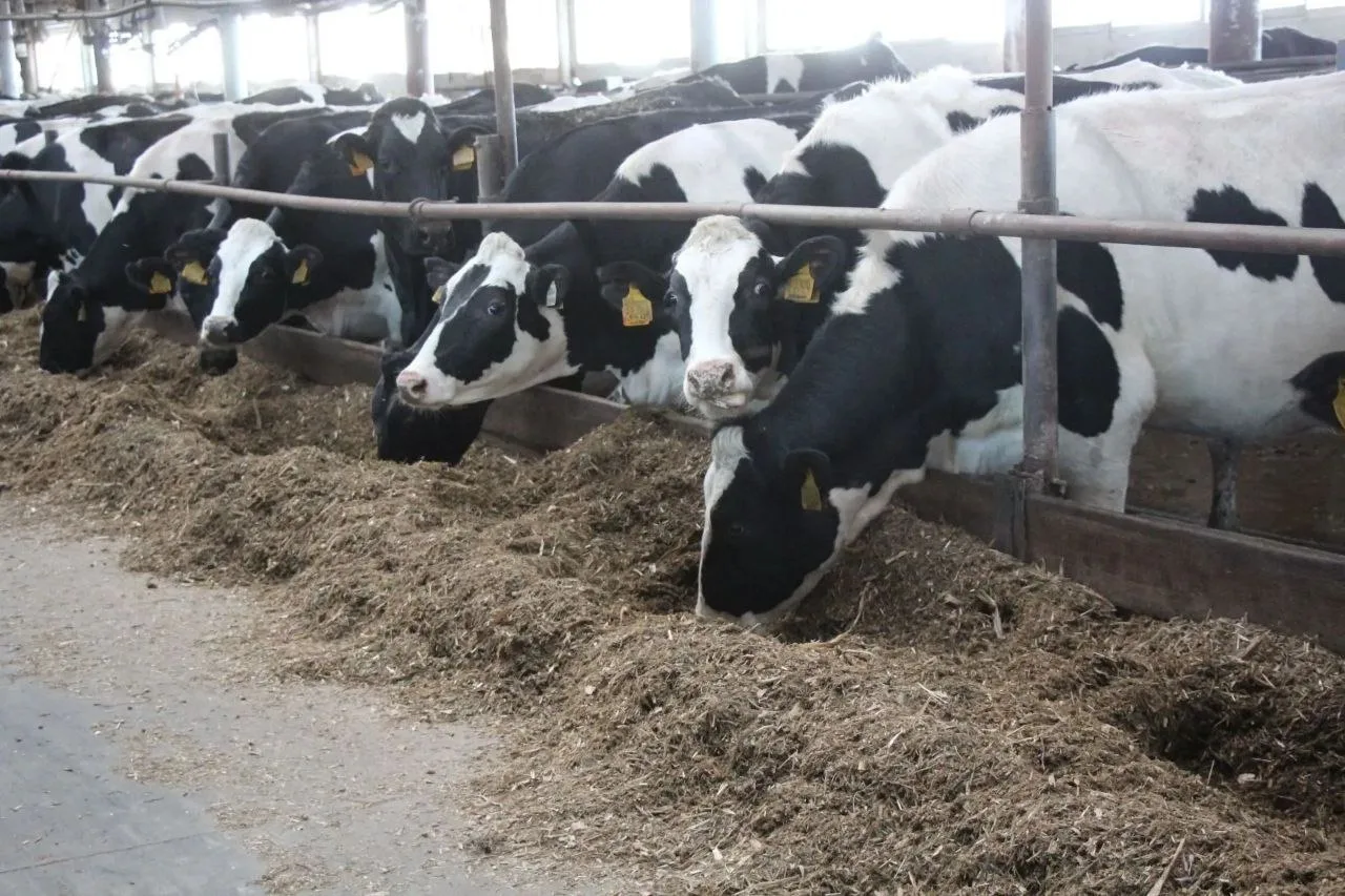 🐄 516 нетелей в «Чистополье»: кто теперь кормит и доит