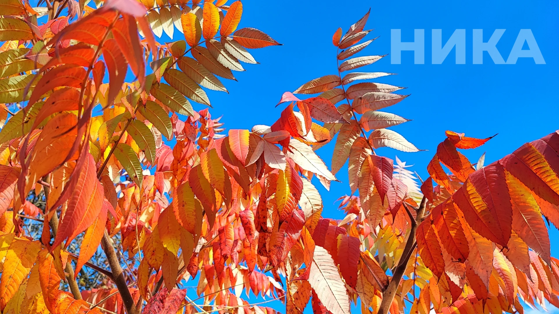 🍁 Яркие краски осени