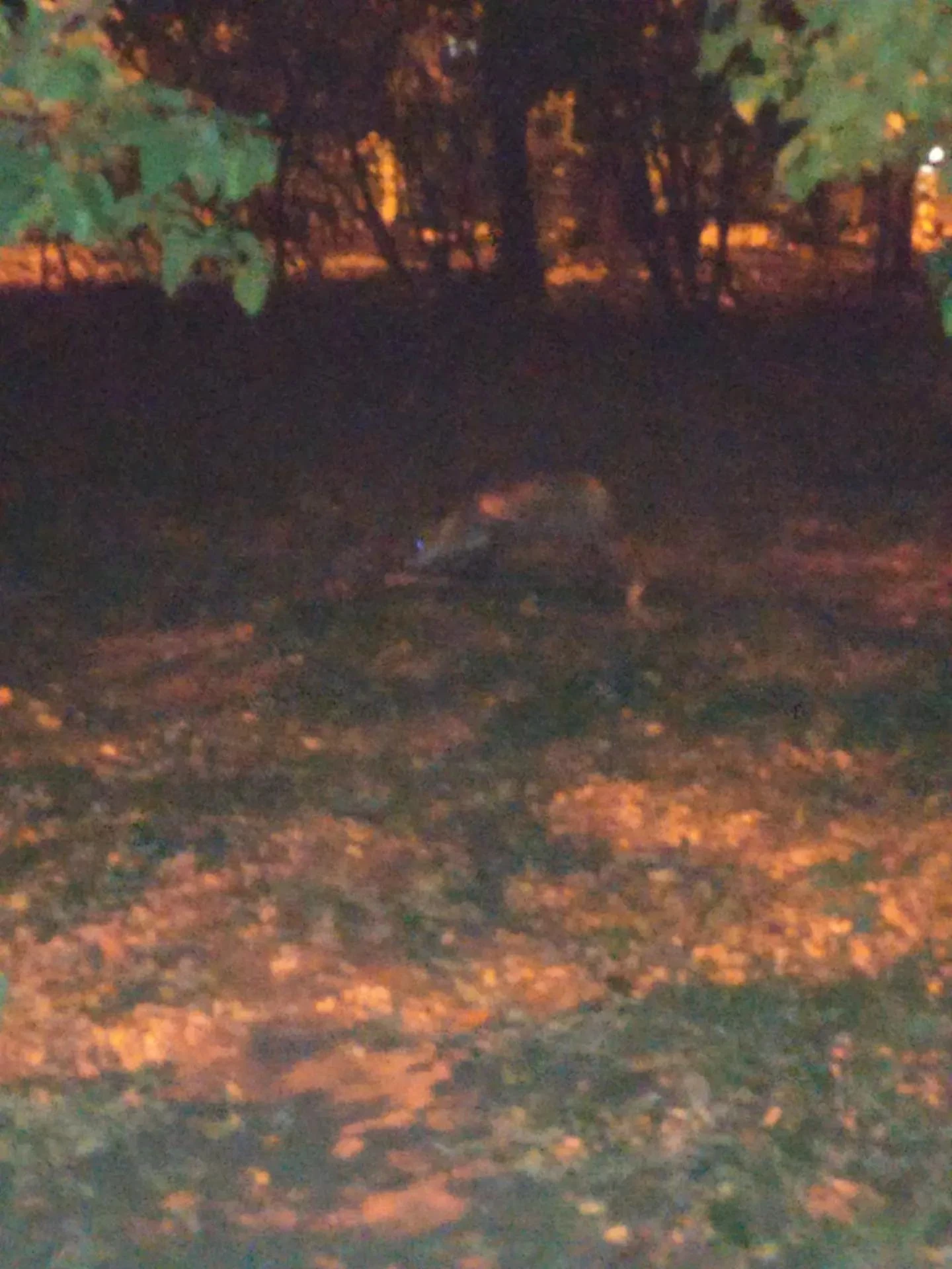 🦊 Лису заметили возле школы №15