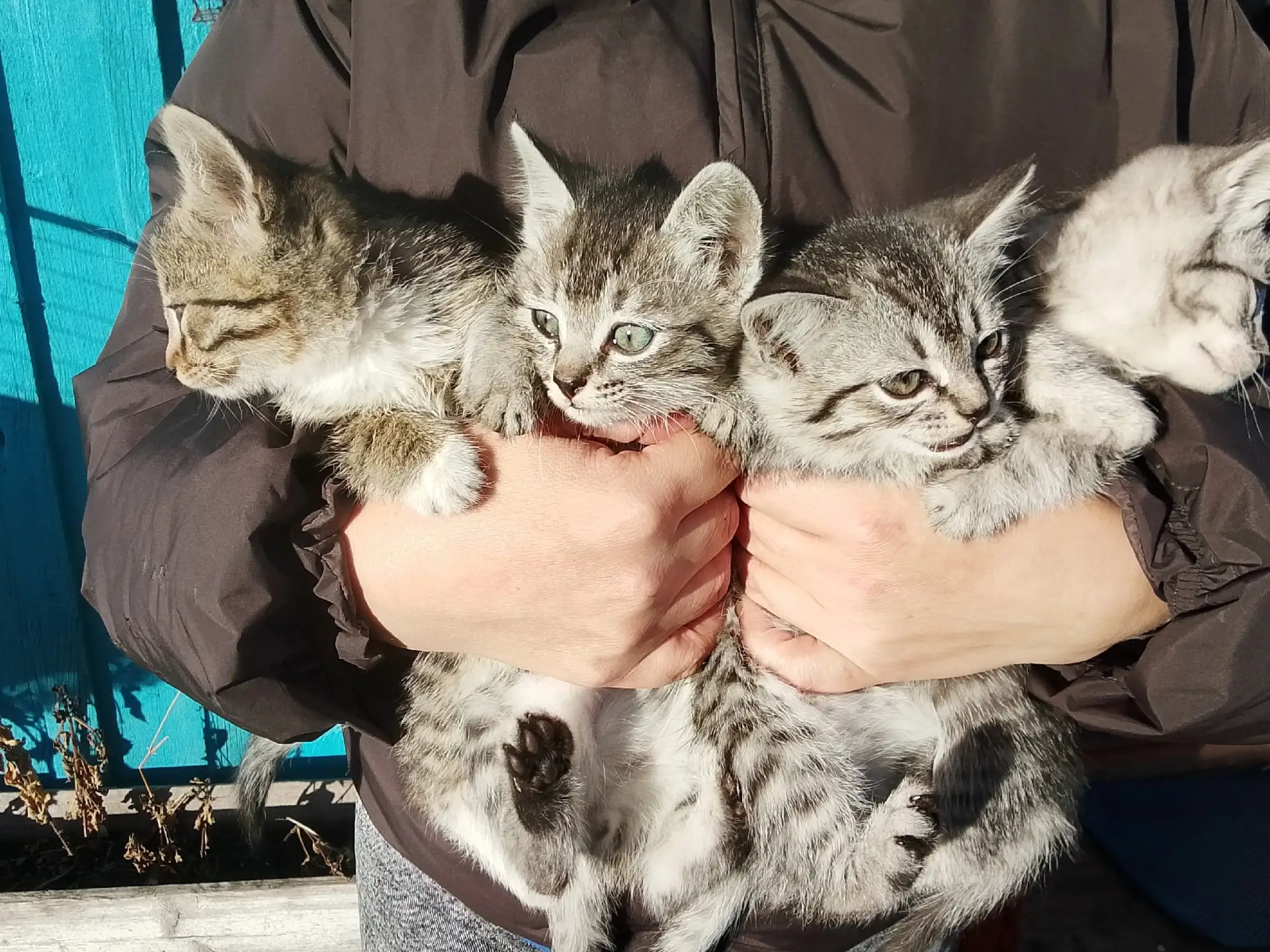 Отдам котят в хорошие руки остался мальчик и девочка кушают всё 89246853775