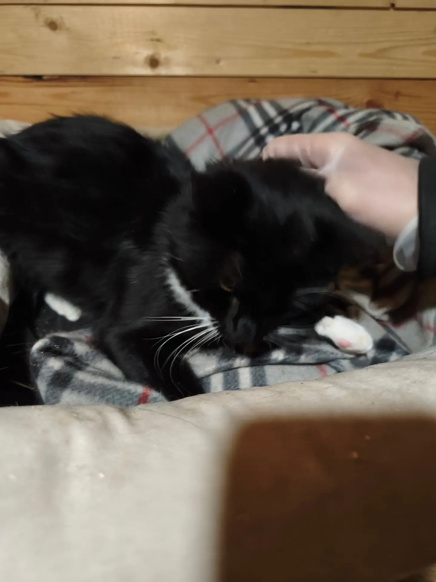 Кошка пока не поняла, бояться ей или нет)) не понимает, зачем её заперли и кормят на убой