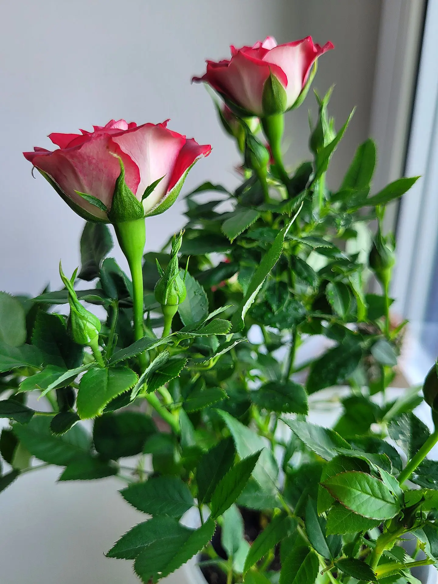 🤗 Пройти мимо не смогла! Вчера приобрела в магазине КБ вот такие сортовые розы🌹