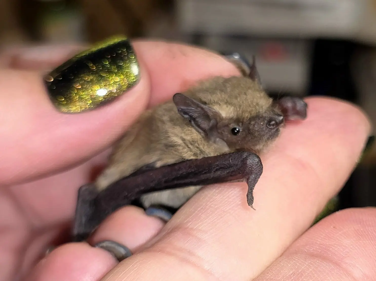 🦇 В Серпухове нашли редкого летучего «туриста» с юга!