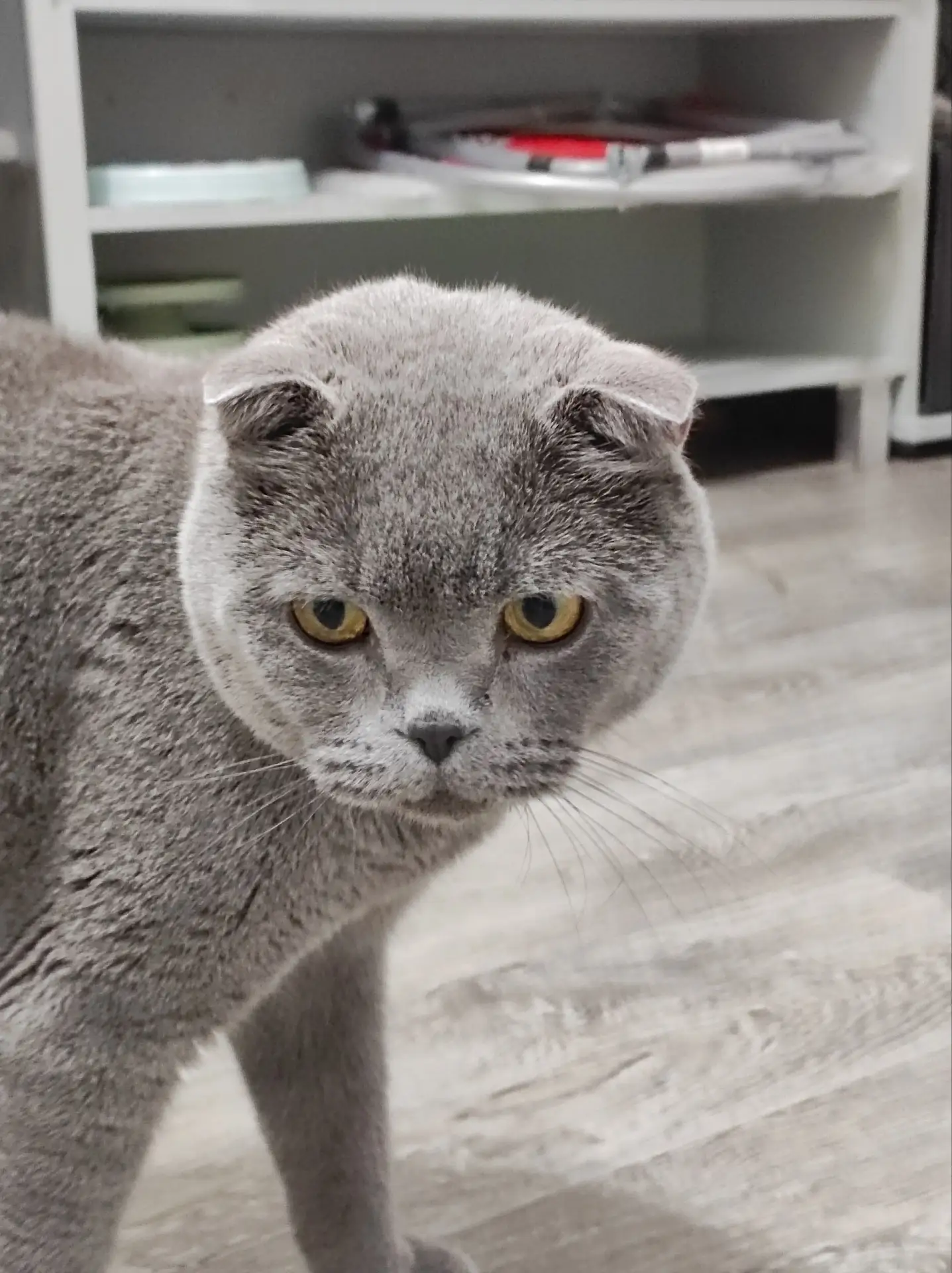 🐾 Почему кот ходит за вами, но не даётся в руки?
