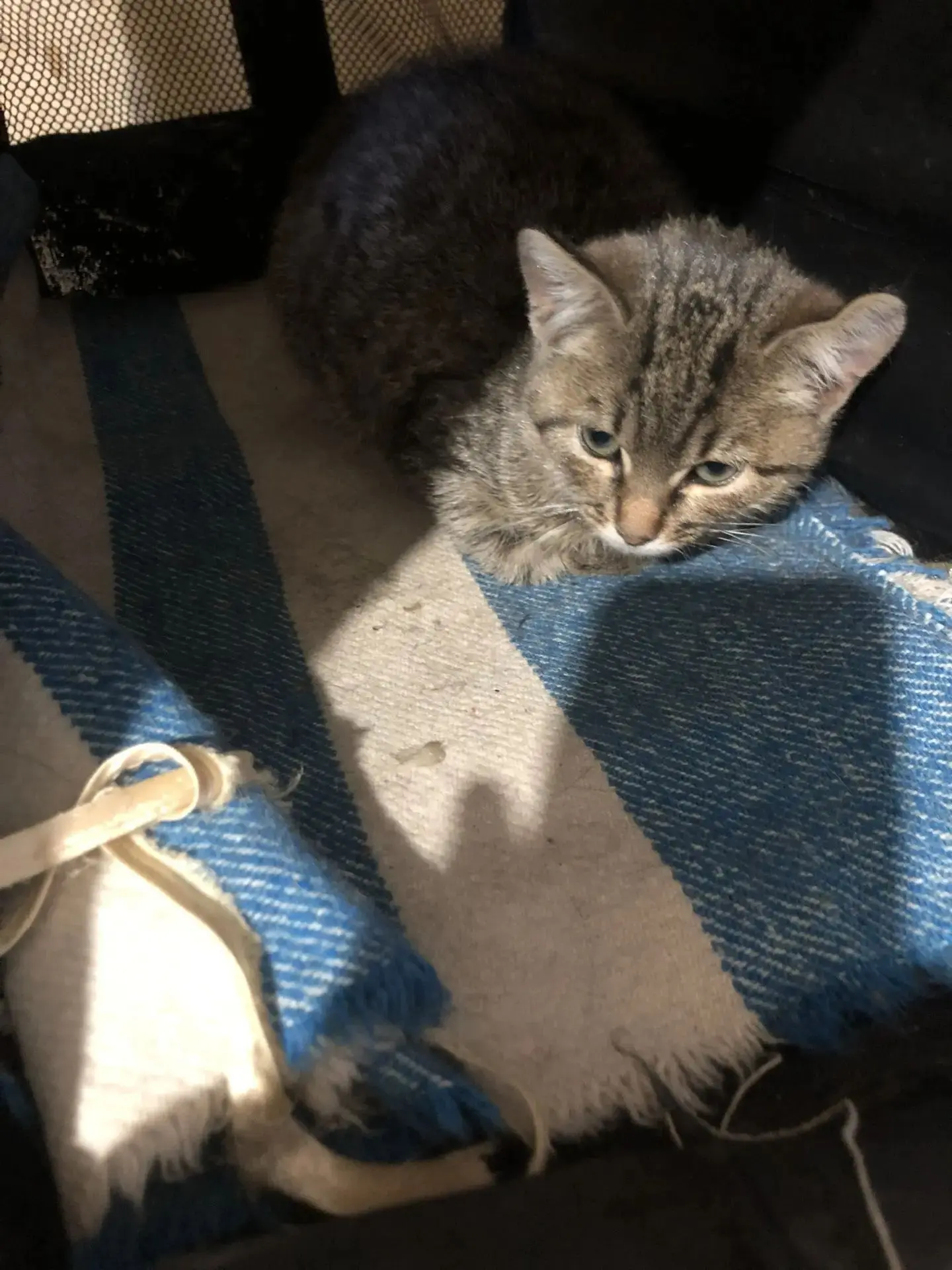 Отдам котёнка в добрые руки, девочка
