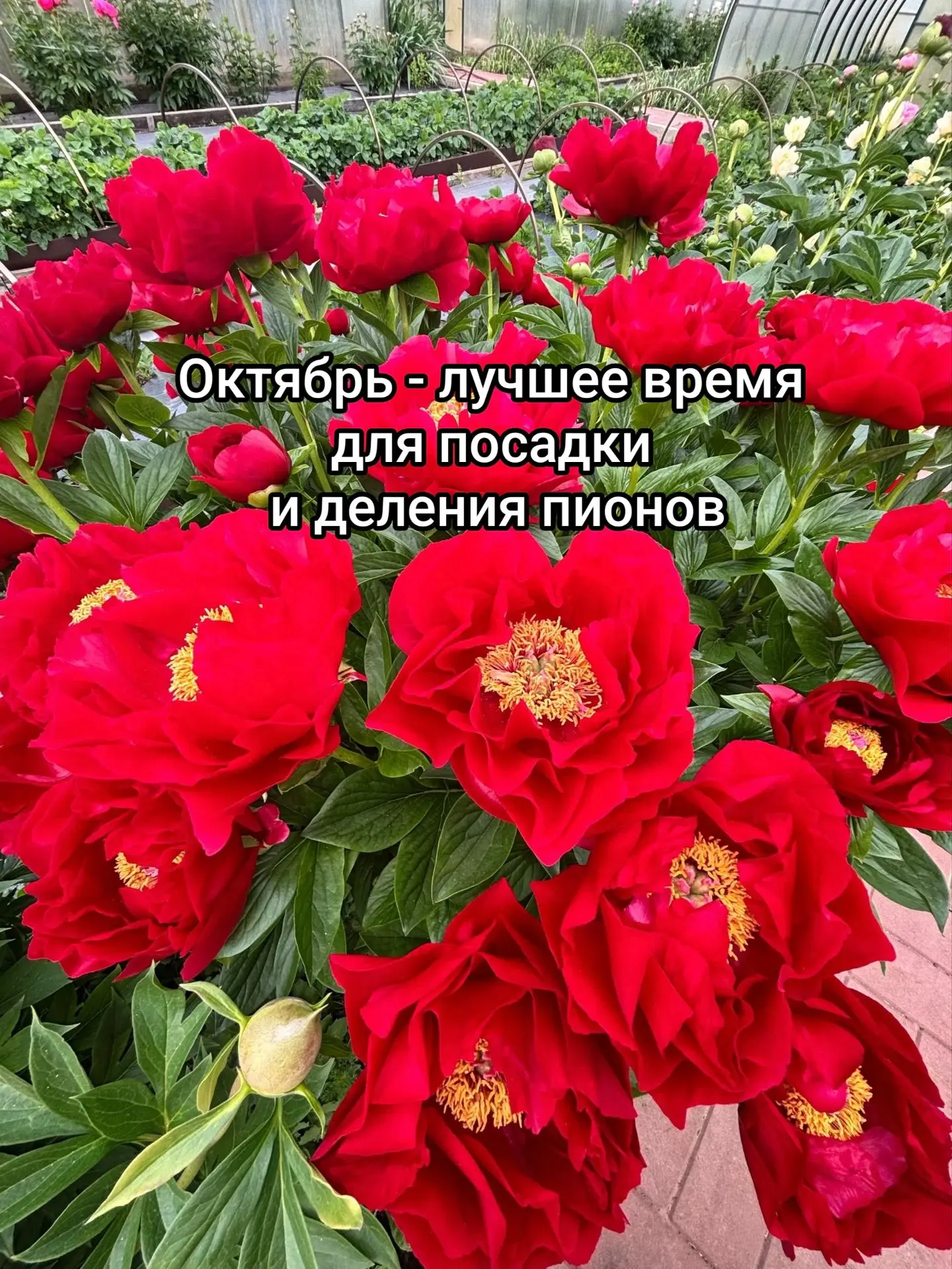 ✅КОГДА ЛУЧШЕ САЖАТЬ ПИОНЫ?