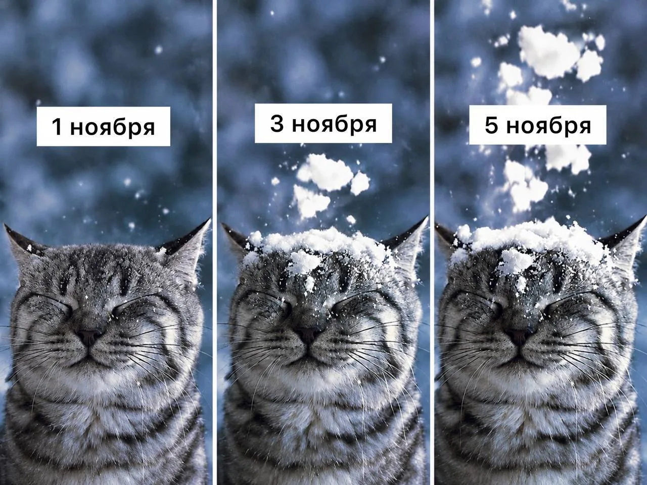 ❄️ Снег в Обнинске может выпасть в первой пятидневке ноября, — синоптики