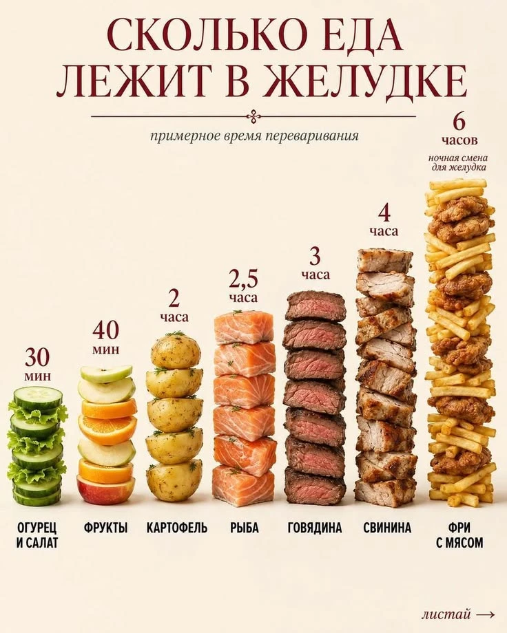Время переваривания пищи в желудке👍