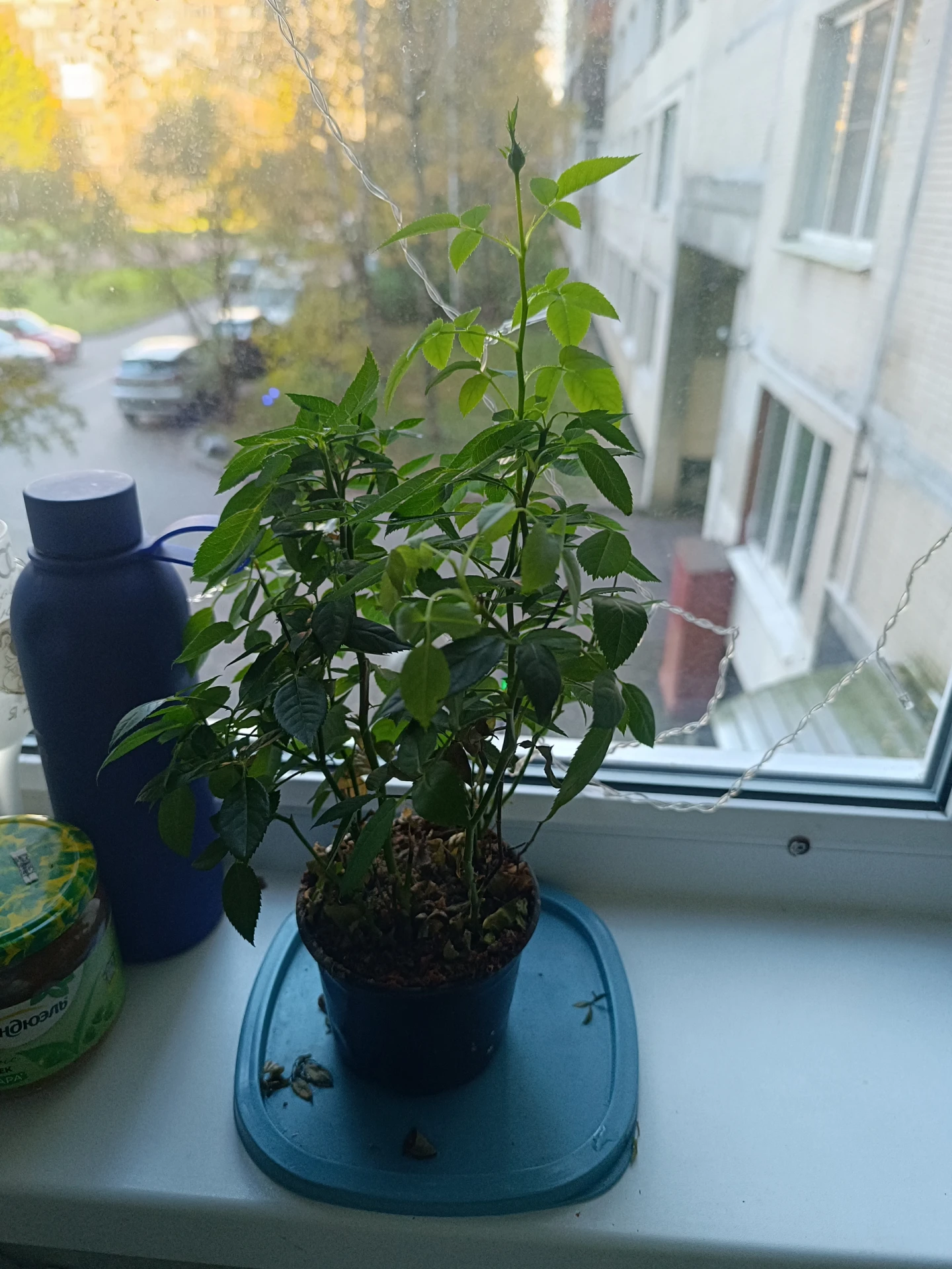 Товарищи эксперты-цветоводы, ваш выход!)