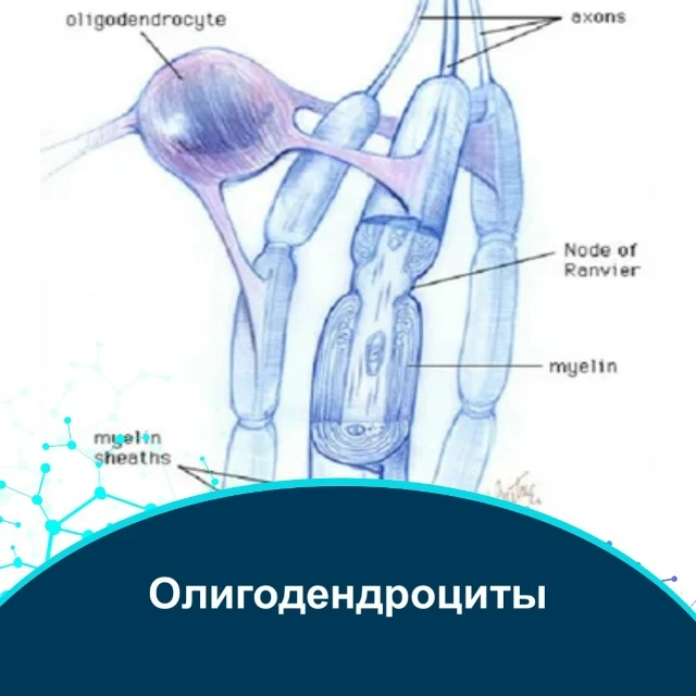 Олигодендроциты. Заметка психиатра