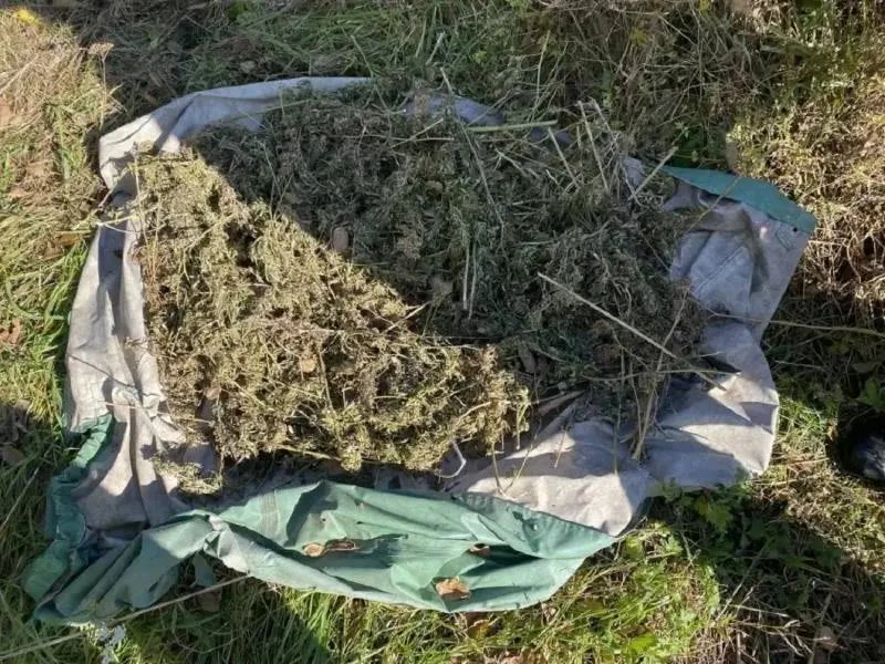 〽️Более 9 кг конопли нашли у жителя Приморья